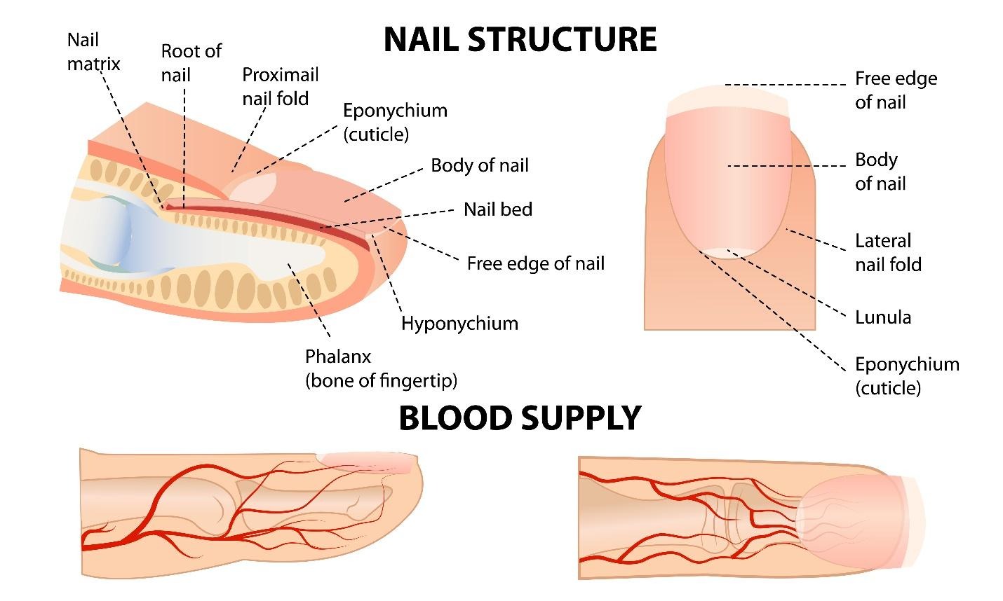nail surgery treatment addressing nail structure, nail matrix and pressure points causing chronic discomfort.